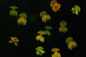 Group of yellow fluorescent jellyfish swimming underwater aquarium pool photo
