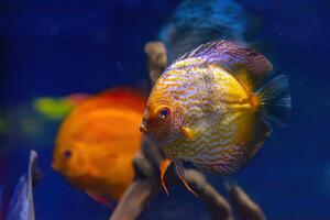 Yellow tropical fish Symphysodon discus in the aquarium, oceanarium pool photo