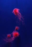 Fluorescent lion's mane jellyfish swimming underwater aquarium pool with red neon light. photo