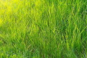 Green grass in meadow, field or lawn in spring on sunset photo