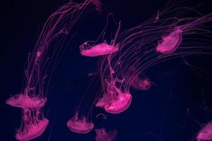Group of fluorescent jellyfish swimming underwater aquarium pool. photo