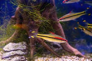 melanotaenia australianos, pez arcoiris nadando en acuario piscina con verde algas marinas foto