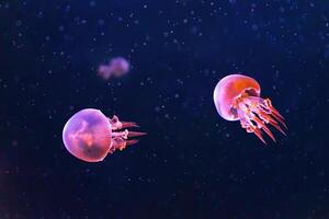 Flame jellyfish, rhopilema esculentum swims in aquarium with pink neon light photo