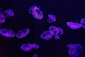 Fluorescent atlantic moon jellyfish swimming underwater aquarium pool with neon light. photo