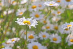 Wild daisy flower growing on meadow, white chamomile on green grass background. photo