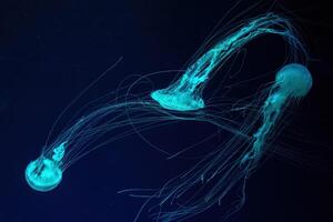 grupo de fluorescente Medusa nadando submarino acuario piscina. foto