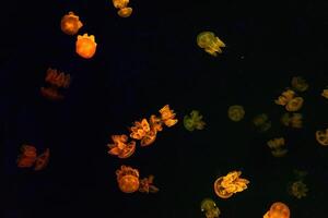 Group of yellow fluorescent jellyfish swimming underwater aquarium pool photo