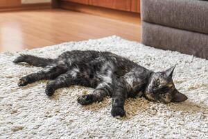 Domestic tortoiseshell cat lies on the carpet in room, sleeping pet inside house. photo