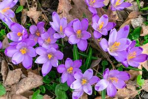 Blooming purple crocus flowers outdoors in a park, garden or forest photo