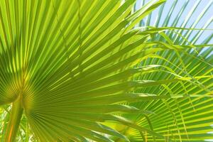Green palm leaves background with sunlight photo
