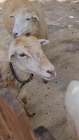 el pequeño corderos prisa a el persona quien alimenta a ellos. pequeño granjas con un pequeño número de oveja lata ser usado para para niños turismo. video