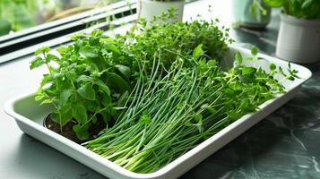 A tray of freshly picked herbs from a kitchen window garden including fragrant spearmint chives and lemon thyme ready to be used in cooking photo