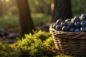 Close up of a basket filled to the top with ripe and juicy blueberries. A blueberry clearing in the forest, sunlight breaking through the trees in the blurred nature background with copy space. photo