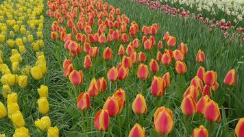 Point of view Landscape footage of tulip flowers blooming in the field with colorful vivid color in Netherlands spring and summer time. Many colour flower of Holland tulips field blowing by light wind video