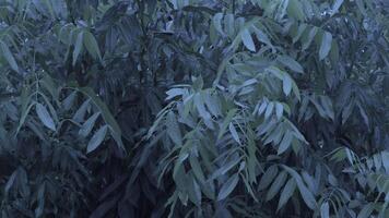 pluie cette chutes sur le des arbres pendant le pluvieux saison. indiquant humidité pour le concept de temps prévision pendant le pluvieux saison. feuilles frappe le gouttes de pluie dans fois de orages. faible angle video