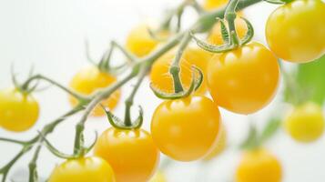 AI generated Fresh Yellow Cherry Tomatoes on Vine Isolated on White Background photo