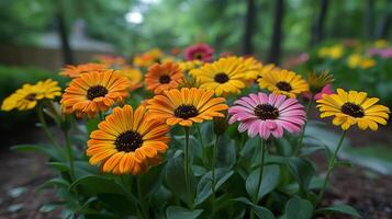 lozano jardín cama de naranja y amarillo osteospermum flores foto