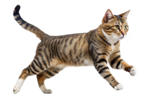 Domestic tabby cat with distinctive markings walks confidently png