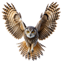 Owl with wings spread wide, soaring gracefully png
