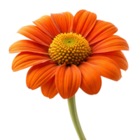 Close-up of a bright orange gerbera daisy with a yellow center png