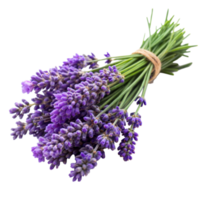 A bunch of vibrant purple lavender flowers bound with a natural twine png