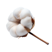 A cotton boll displaying its fluffy fibers png