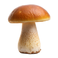 A porcini mushroom with a shiny cap stands isolated against a transparent backdrop png