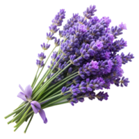 Bouquet of purple lavender with a tied ribbon viewed in isolation png