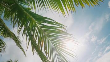 verano concepto. palma árbol a puesta de sol cielo. silueta de palma hojas en contra cielo. foto