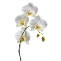 A pristine white orchid with delicate petals and yellow centers png