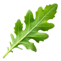 Close-up of a vibrant oak leaf against transparent png