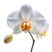 A pristine white orchid with a vibrant center stands out against a transparent backdrop png