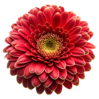 en detaljerad se på en röd gerbera daisy i full blomma png