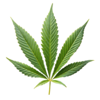 A detailed cannabis leaf against a pure transparent backdrop png