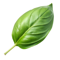 A single lush leaf with detailed veins against a transparent backdrop png