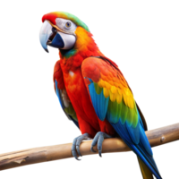 Vivid scarlet macaw looking sideways on a perch png