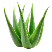 Nahansicht von ein frisch Aloe vera Pflanze mit stachelig Blätter png