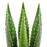 Green aloe vera leaves covered in dew drops png