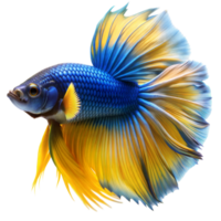 A colorful betta fish flares its elaborate fins and tails png