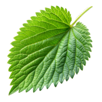 uma solteiro, detalhado verde folha com uma claro, intrincado veia padronizar png
