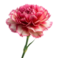 Vivid pink carnation with delicate petals and a green stem png