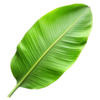 A single, lush banana leaf with prominent veins png