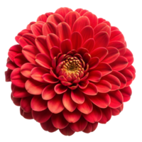 A red dahlia with detailed petals showcased png