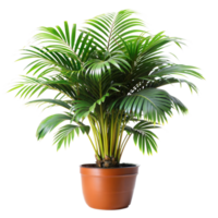 une verdoyant areca paume est assis dans une argile pot, isolé sur une transparent toile de fond png