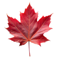 une brillant rouge érable feuille dans l'automne teintes png