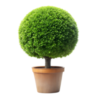 ein ordentlich getrimmt Topiary im ein Topf mit ein transparent Hintergrund png