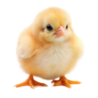 A cute, yellow chick looks curiously at the viewer png