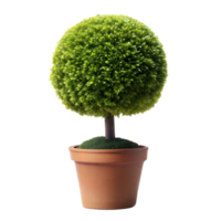 A neatly trimmed topiary in a pot against a transparent background png