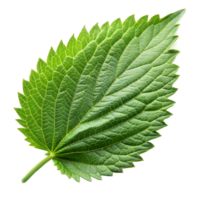 Detailed green leaf with intricate veins, isolated on transparent png