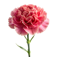 A solitary pink carnation with lush petals stands against a transparent backdrop png